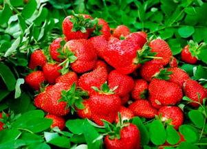 草莓 精彩爆料视频大全,精彩爆料视频大盘点  第1张